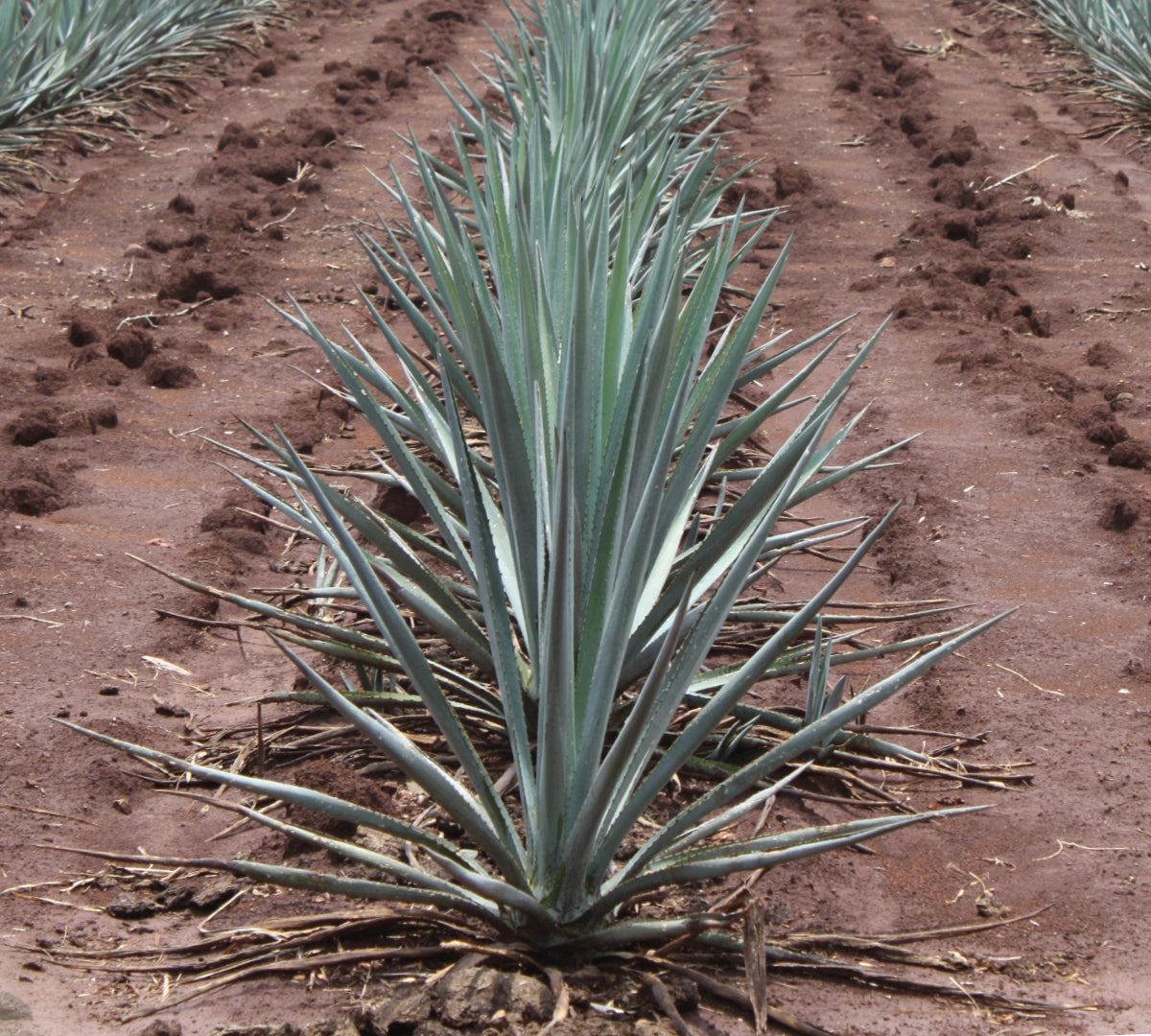 Descubre el Exquisito Mundo del Tequila: ¡Agave Azul Tequilana Weber a la Venta en Comprachelas.com y Compratequila.com!