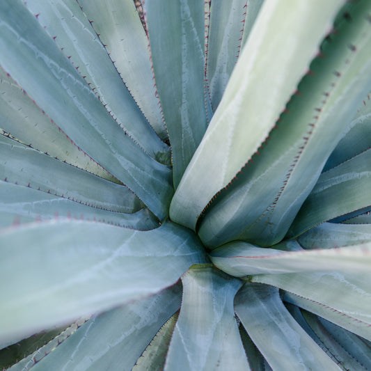 Aprovecha la Oportunidad del Agave: Únete a la Revolución Tequilera en Comprachelas.com y Compratequila.com