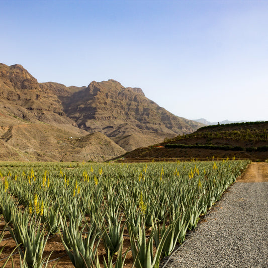 Descubre los Secretos del Agave Azul Tequilana Weber: Las Mejores Regiones para su Cultivo en México