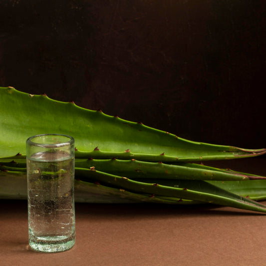 Guía de Compra de Agave Azul Tequilana Weber para Destilerías