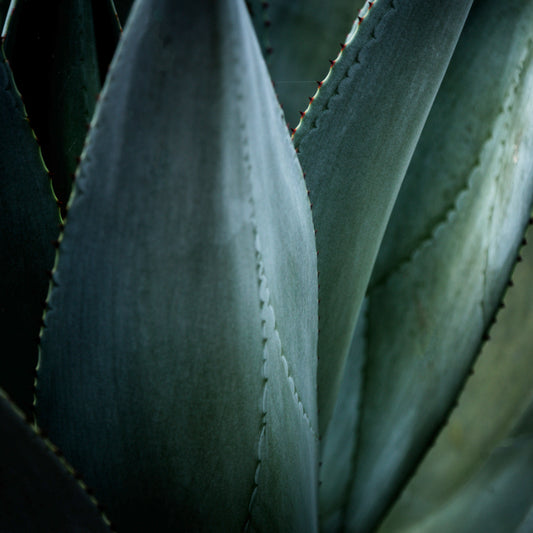 Guía Definitiva: Cómo Seleccionar y Comprar Plantas de Agave Azul Tequilana Weber de Alta Calidad