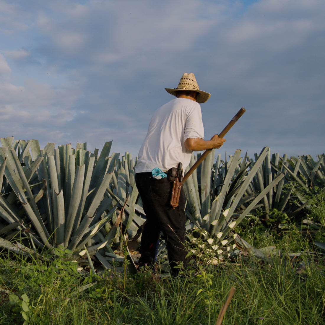 La Historia de la Producción de Tequila en México