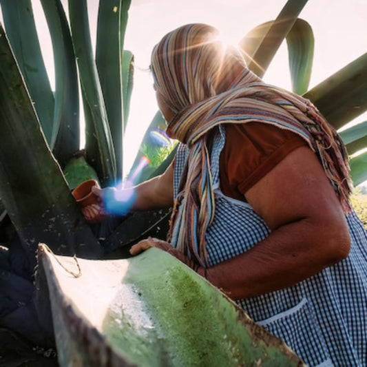 Visitando la Cuna del Tequila: Tequila, Jalisco